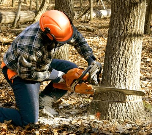 Tree Removal in Eden, ID